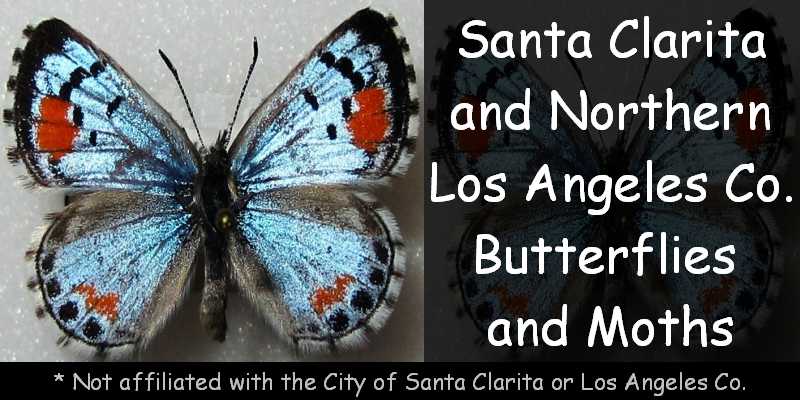 Santa Clarita Butterfly and Moth Site