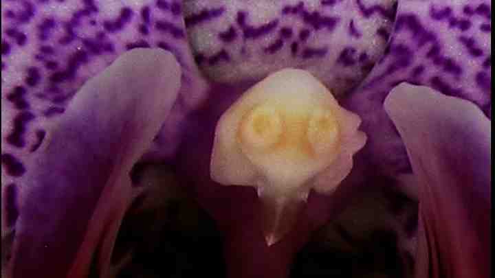 Aliens in my Orchids Timelapse Blossoms Opening 1280x720 Time: 04:24