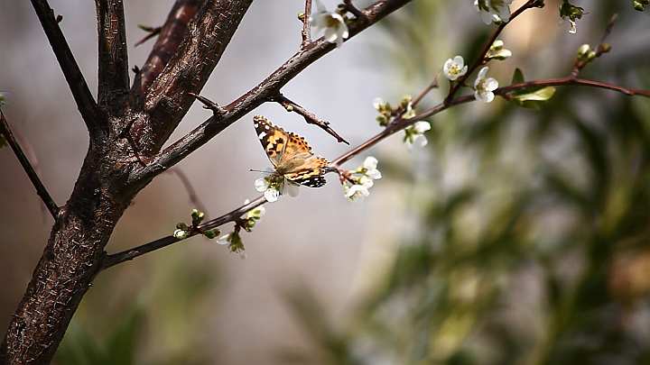 Painted Lady butterfly on blossoms 1280x720 Time: 00:36