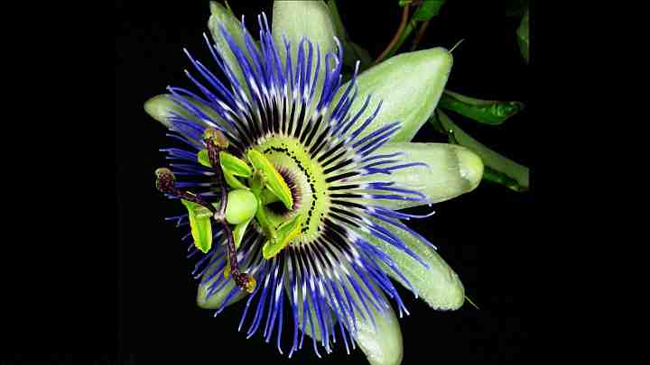 Passionvine Blossom Opening/Closing in Timelapse 1280x720 Time: 00:44