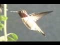 Slow Motion Hummingbirds 1