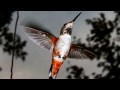 Animated Hummingbird Slideshow 1