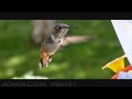 600fps slow motion bird at feeder