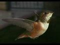 Slow Motion Hummingbirds 2