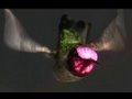 Slow Motion Hummingbirds 3