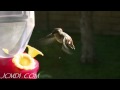 Slow Motion Hummingbirds 4