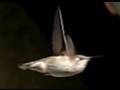Slow Motion Hummingbirds 5