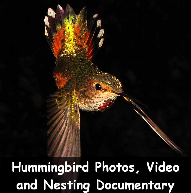 Click to enter the HummingBird Photo Gallery