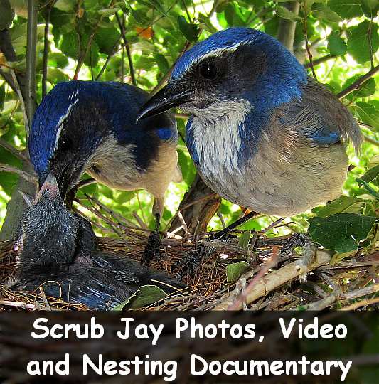 Click to enter the Scrub Jay Documentary and Photo Gallery