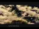 Catalog#:V03028HD License:$100.00, Format:1920x1080p Indeo 4.5/5.1 (.AVI) at 30fps, Length:35 sec. High Contrast puffy stratus drift overhead in timelapse