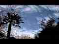 Catalog#:V07097 License:$52.00, Format:1920x1080p Indeo 4.5/5.1 (.AVI) at 30fps, Length:8 sec. Very high cirrus passing behind trees time lapse