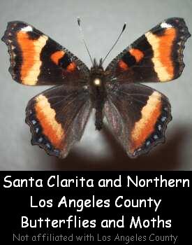 Click to enter the Santa Clarita Butterfly and Moth Site