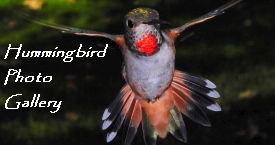 Click to enter the HummingBird Photo Gallery